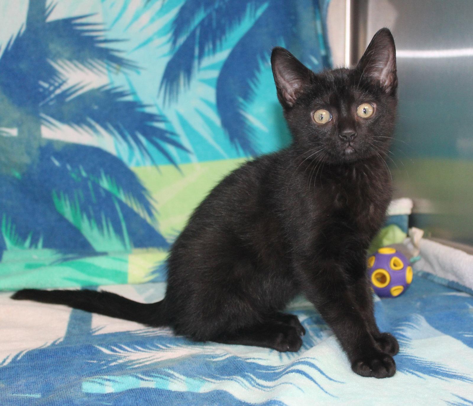 Pumba - 43741, a Adopted Domestic Medium Hair in Prattville, AL image 1/2