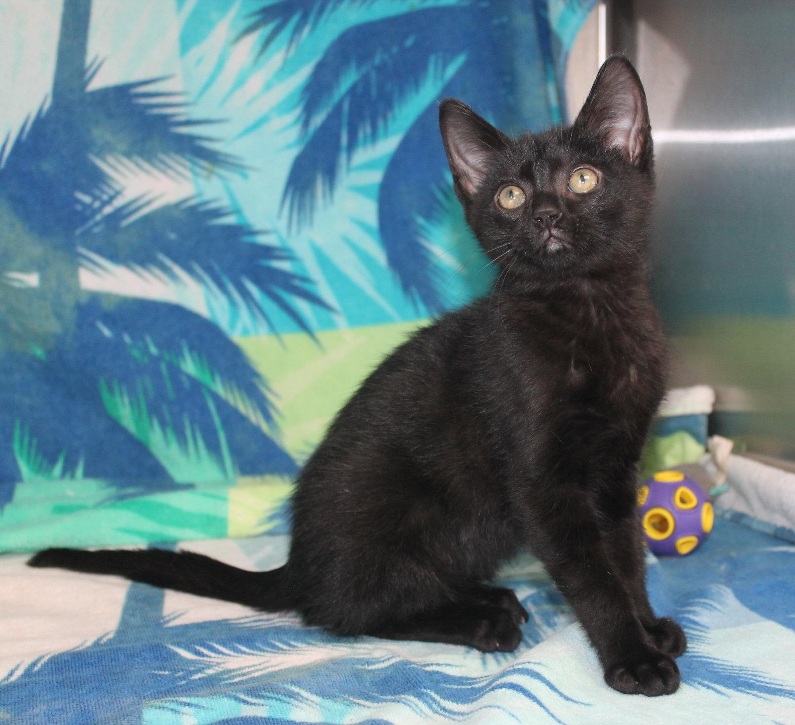 Pumba - 43741, a Adopted Domestic Medium Hair in Prattville, AL image 2/2