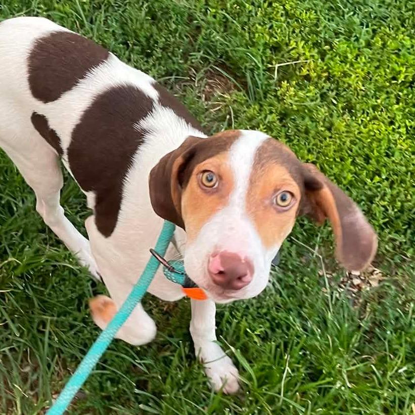 Alvin, Adoptable, Young Male Hound.
