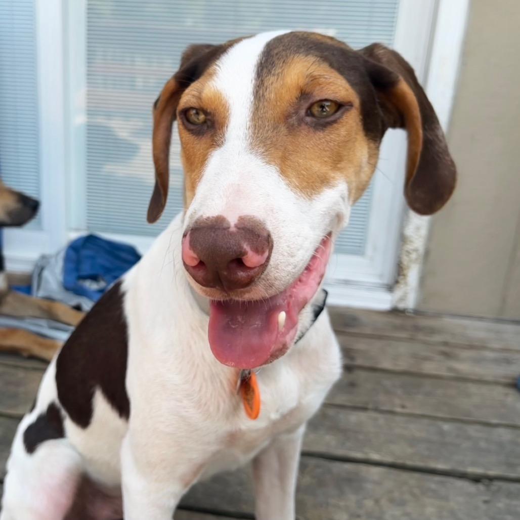 Enlarge Alvin, a Adoptable Hound in Springfield, MO image 4/4