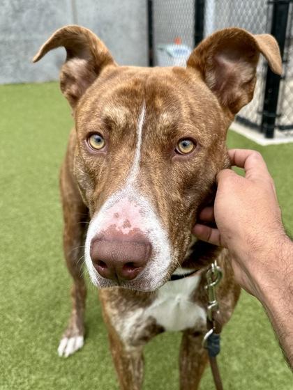 Enlarge Skyrim Giant, a Adoptable mixed breed in Wichita, KS image 2/3