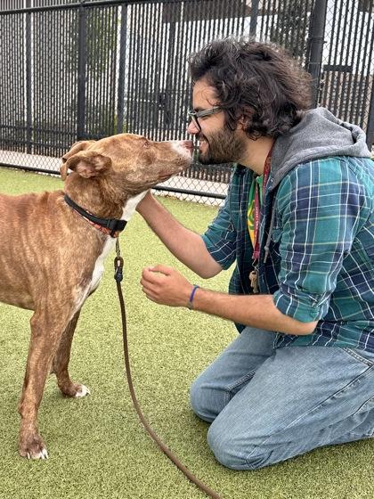 Enlarge Skyrim Giant, a Adoptable mixed breed in Wichita, KS image 3/3