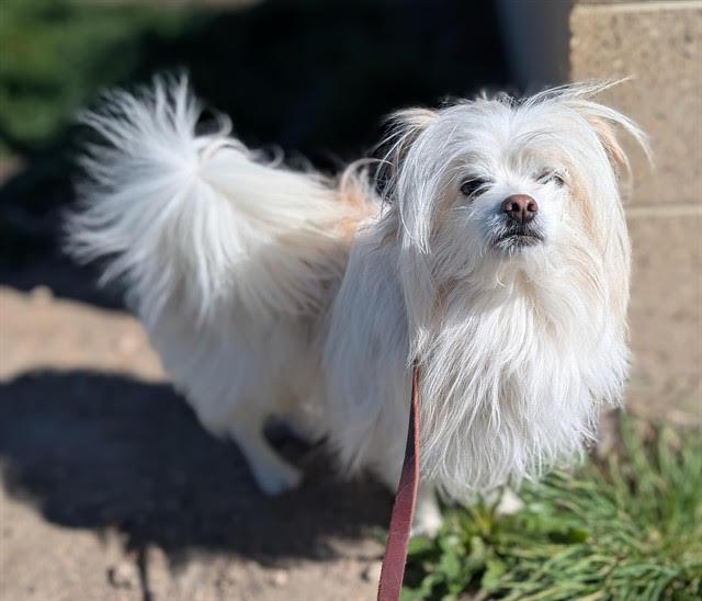 Fluffy #2, Adopted, Adult Male Maltese & Papillon.