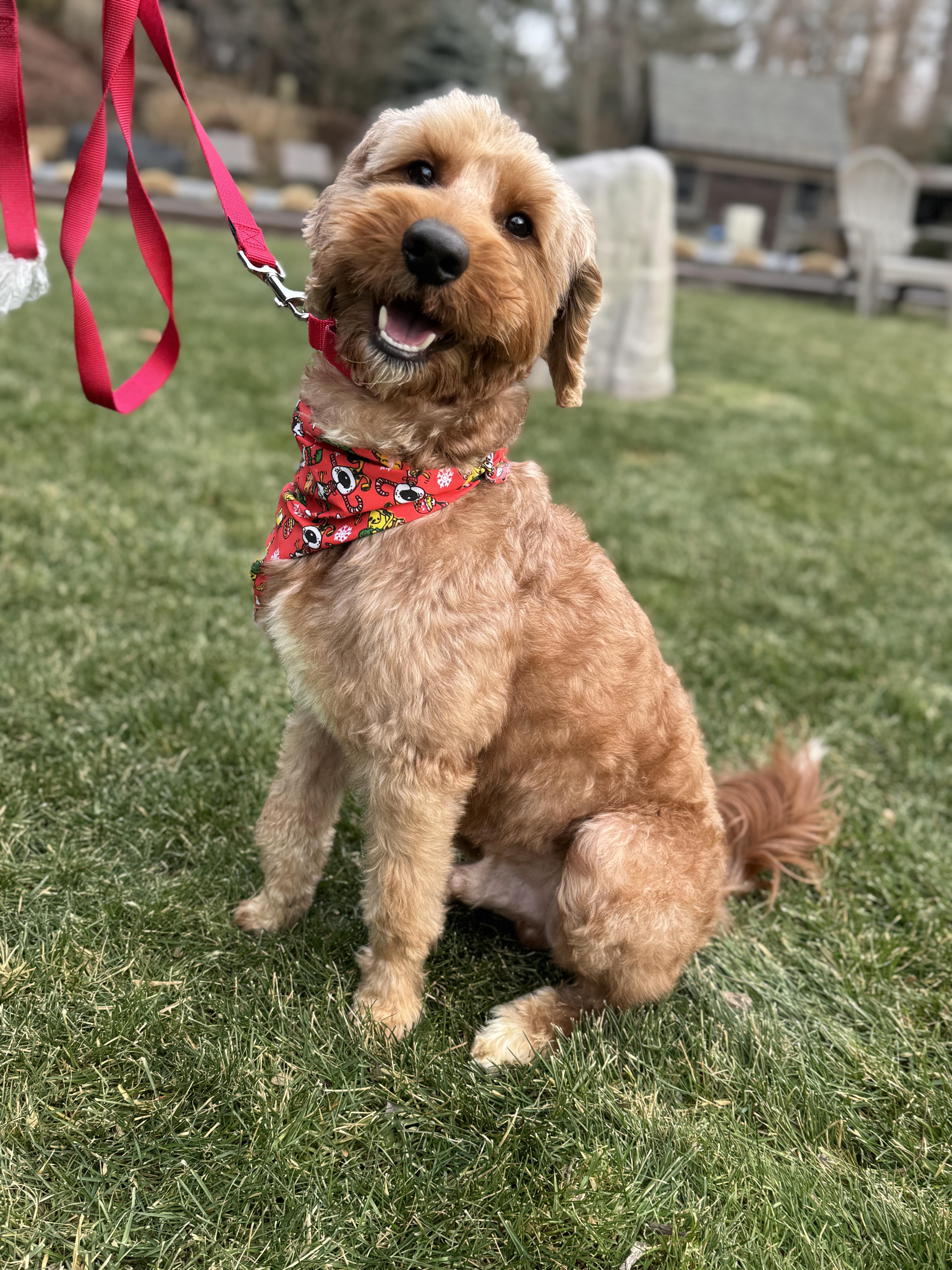 Enlarge Chase , a ADOPTABLE Goldendoodle in Thornwood, NY image 1/6