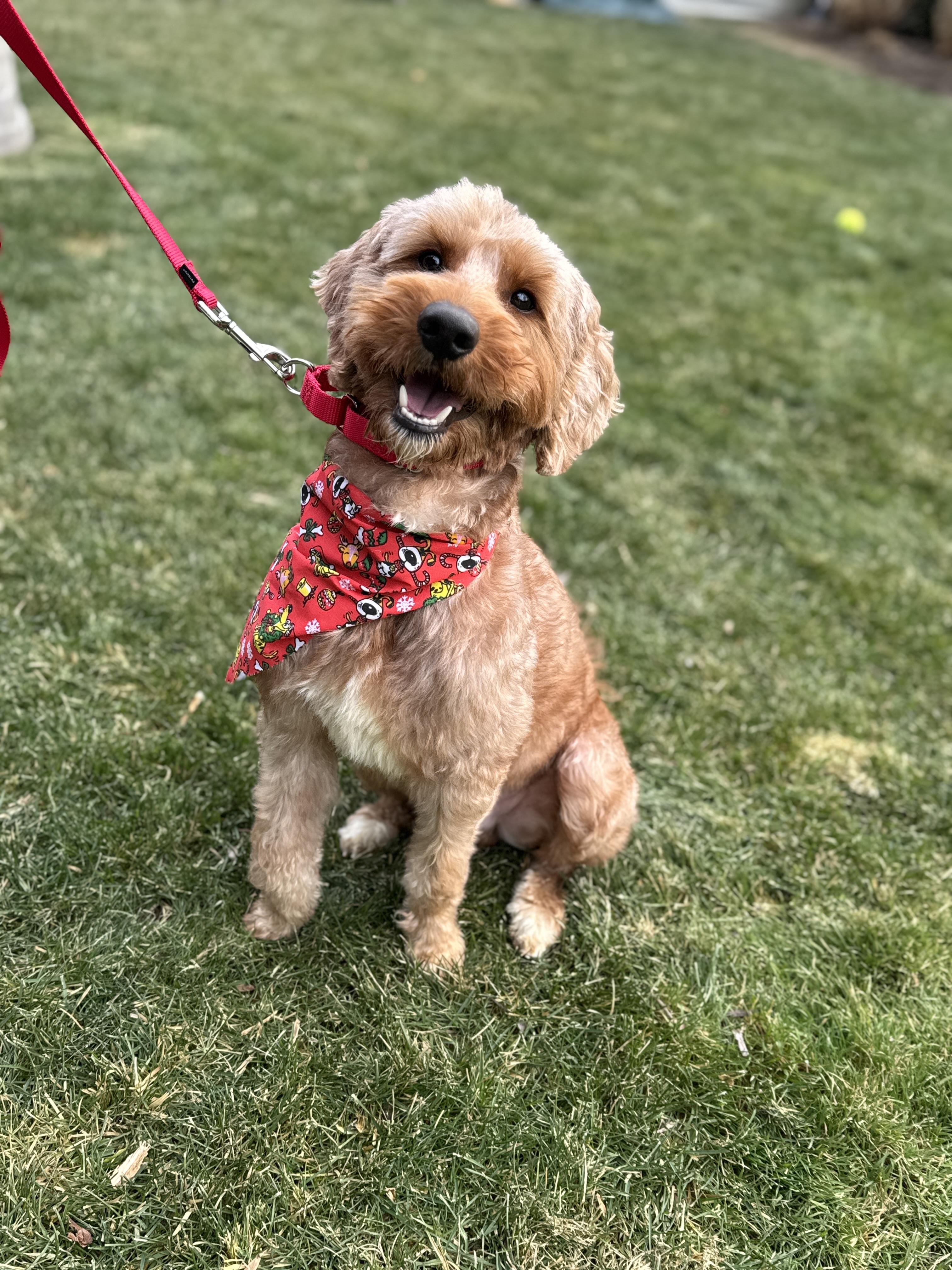 Enlarge Chase , a ADOPTABLE Goldendoodle in Thornwood, NY image 2/6