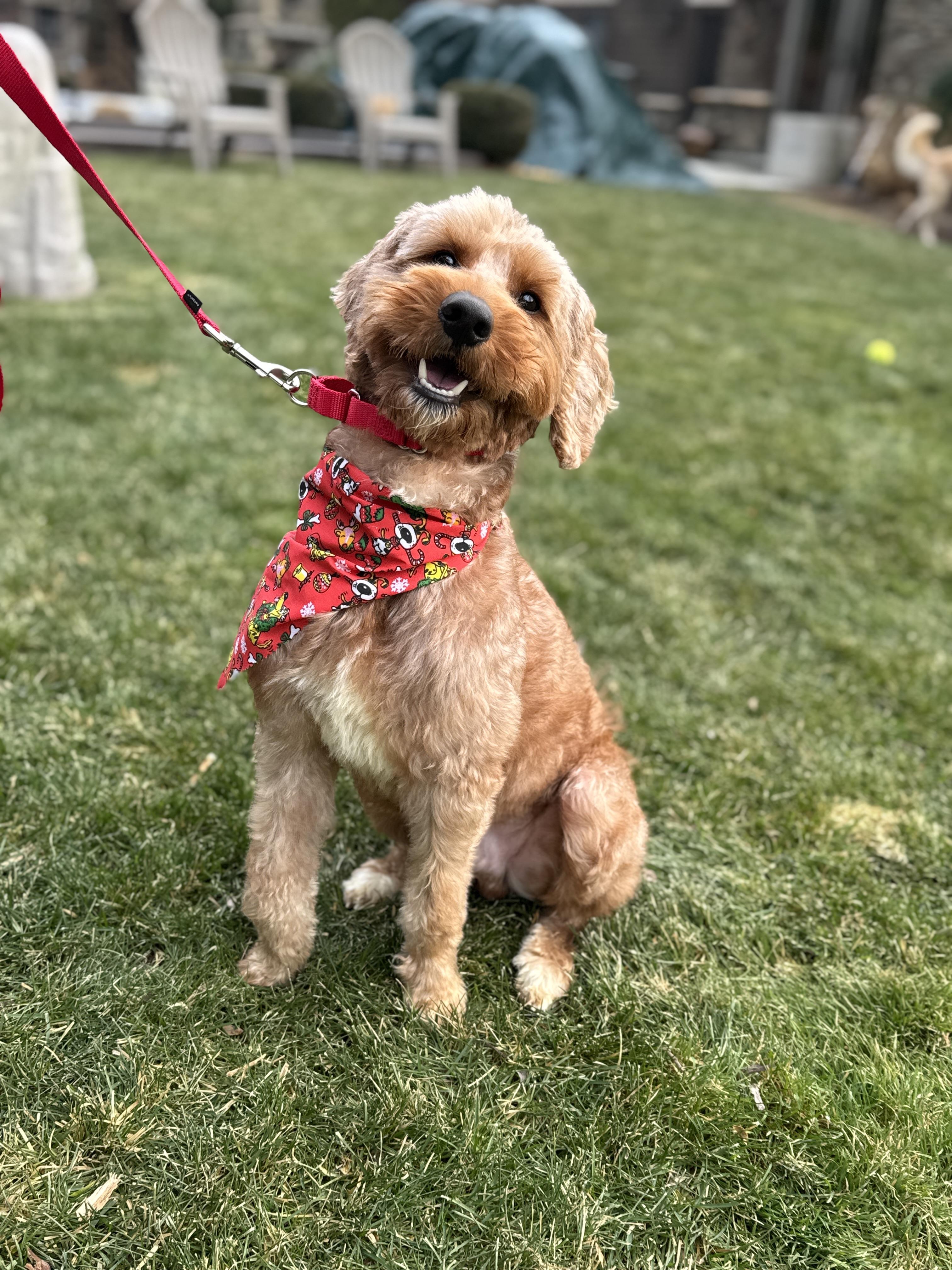 Enlarge Chase , a ADOPTABLE Goldendoodle in Thornwood, NY image 3/6