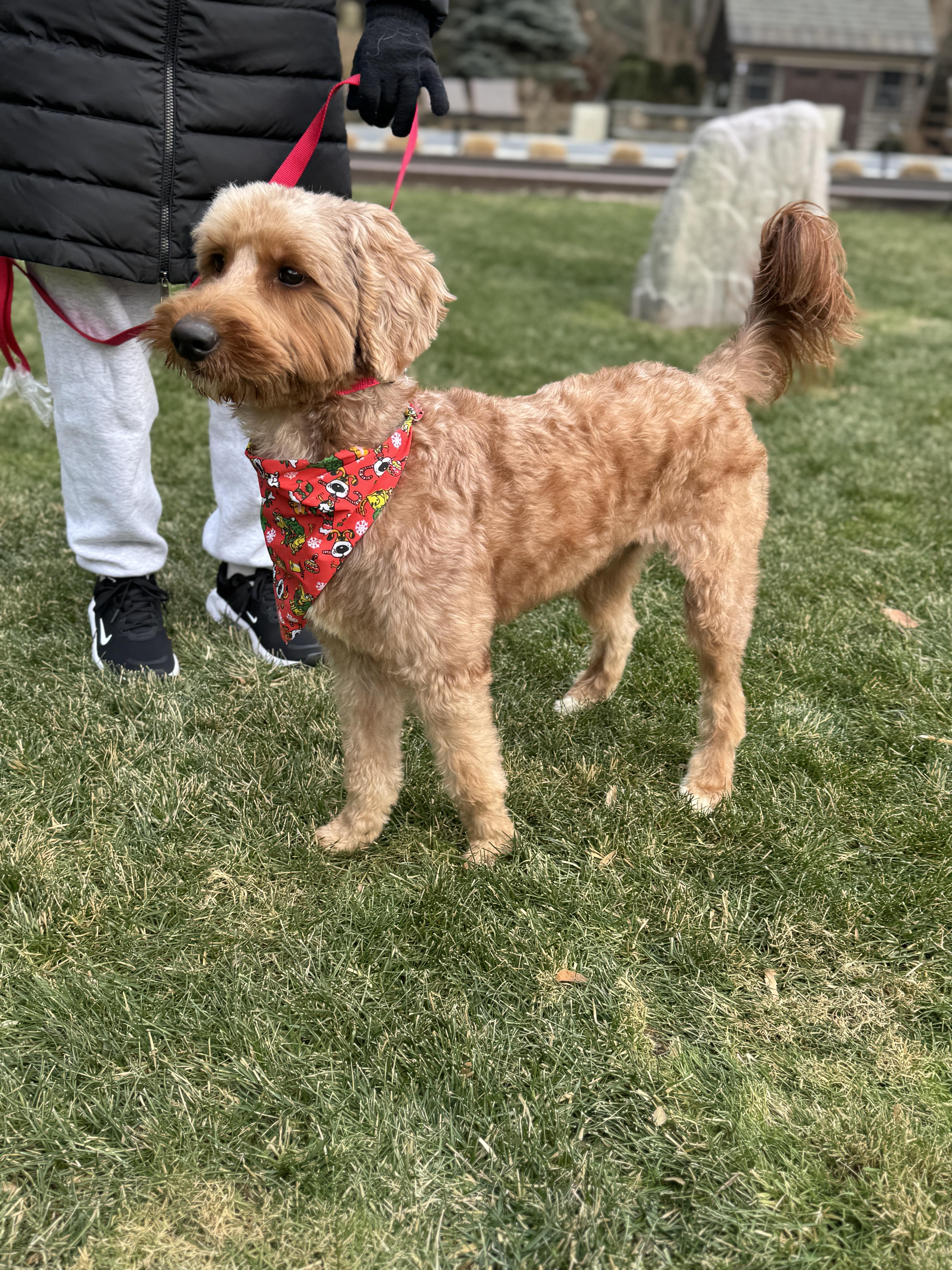 Enlarge Chase , a ADOPTABLE Goldendoodle in Thornwood, NY image 4/6