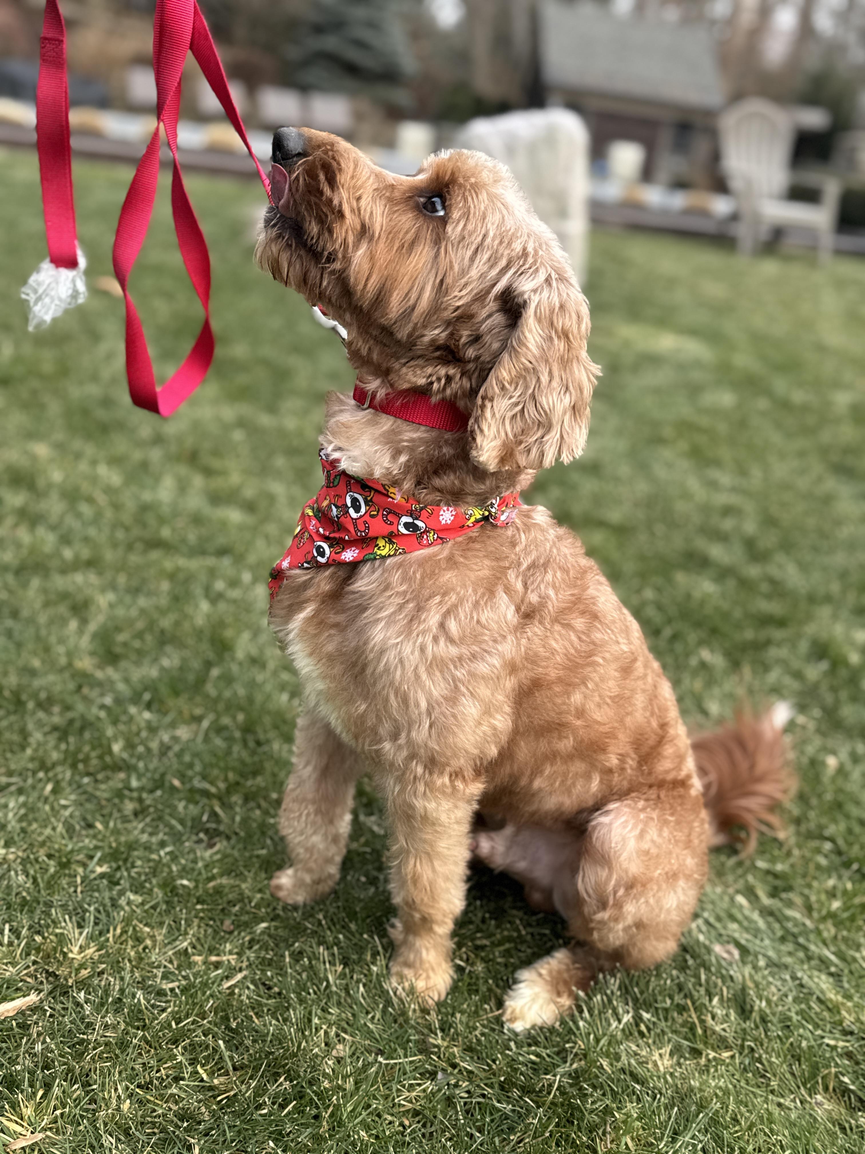 Enlarge Chase , a ADOPTABLE Goldendoodle in Thornwood, NY image 5/6