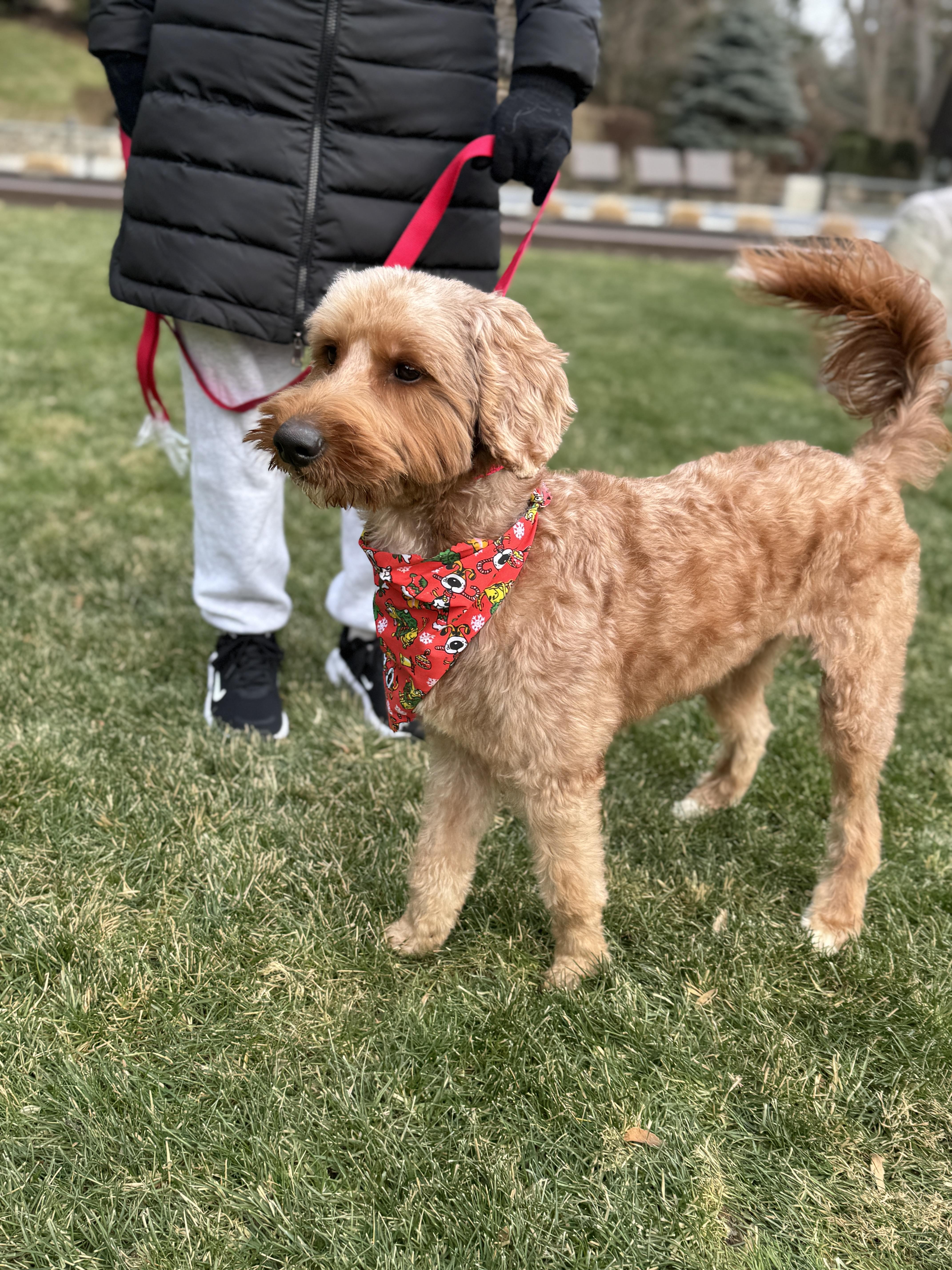 Enlarge Chase , a ADOPTABLE Goldendoodle in Thornwood, NY image 6/6