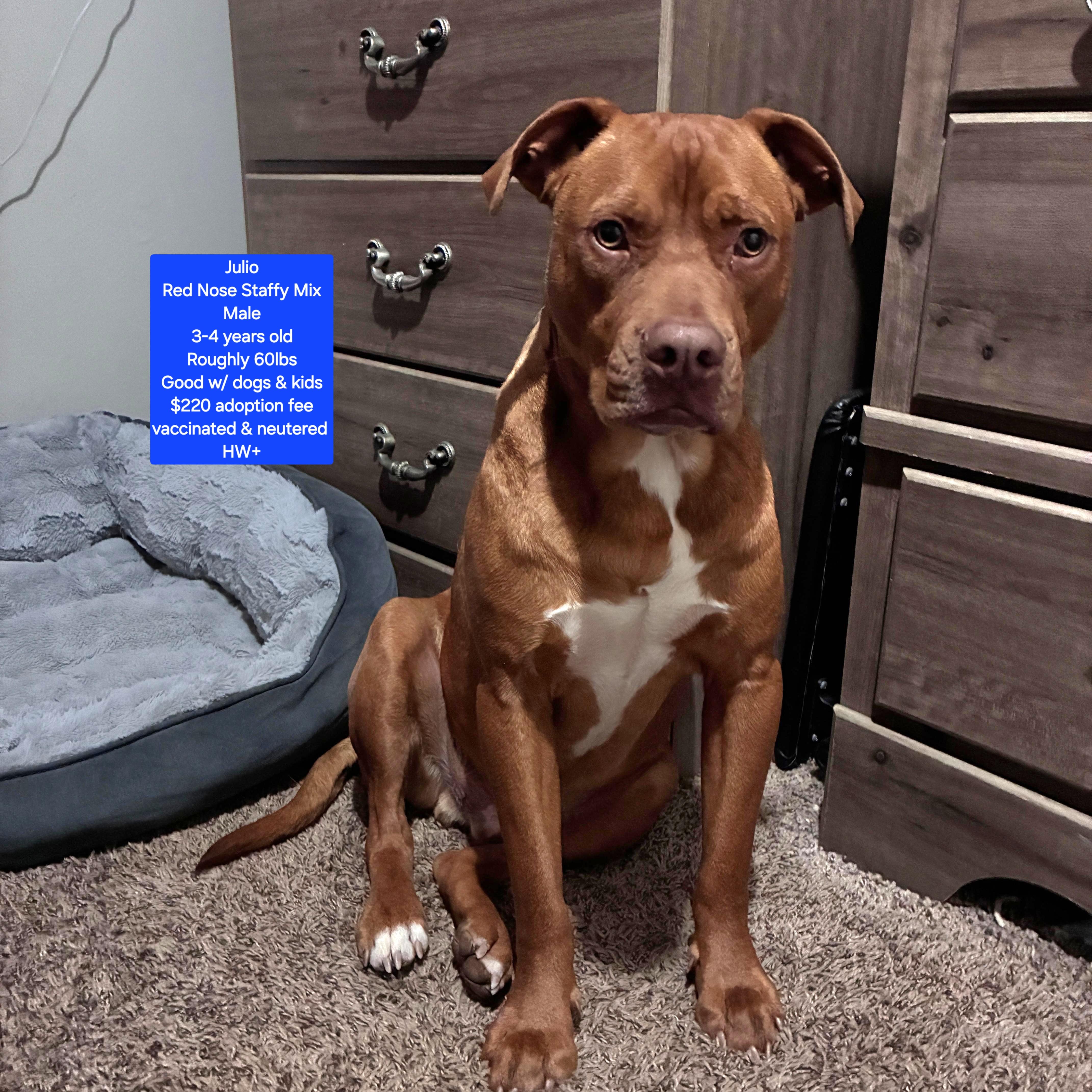 Enlarge Julio, a ADOPTABLE Pit Bull Terrier in Oviedo, FL image 1/3