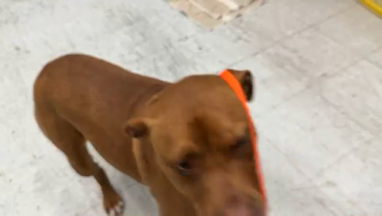 Enlarge Julio, a ADOPTABLE Pit Bull Terrier in Oviedo, FL video 3/3