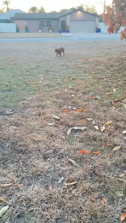 Enlarge Julio, a ADOPTABLE Pit Bull Terrier in Oviedo, FL video 2/3