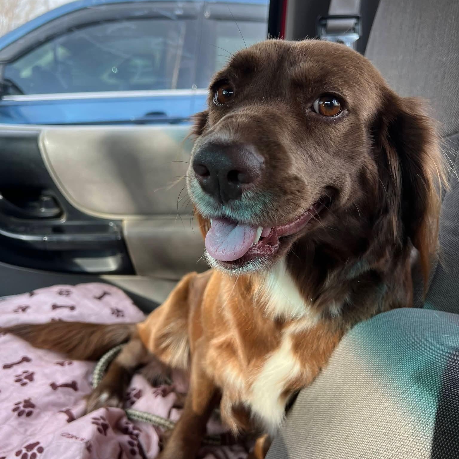 Enlarge JoJo, an adopted mixed breed in Torrington, CT image 2/5