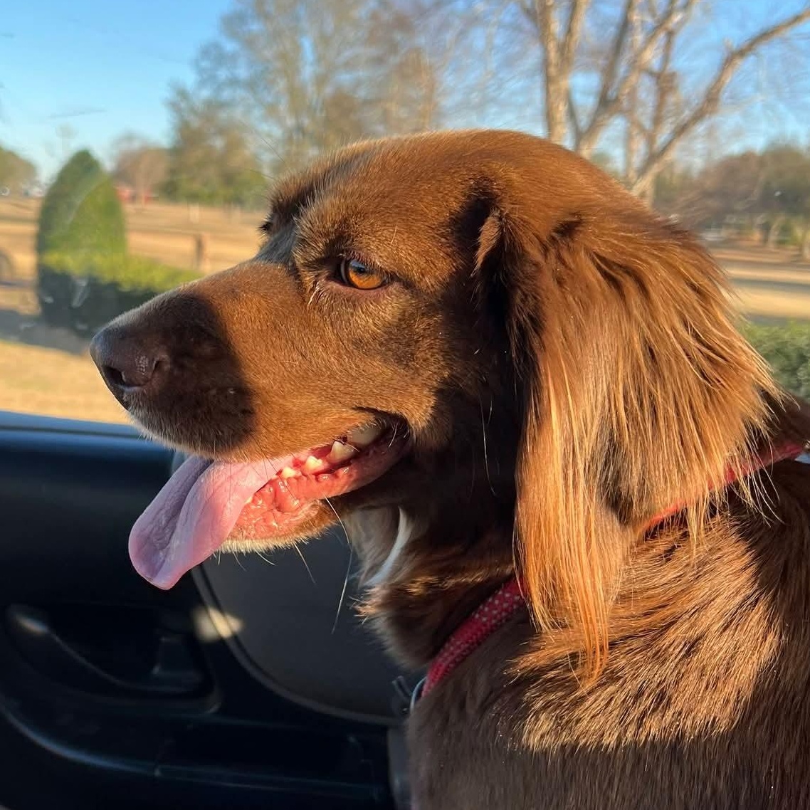 Enlarge JoJo, an adopted mixed breed in Torrington, CT image 4/5