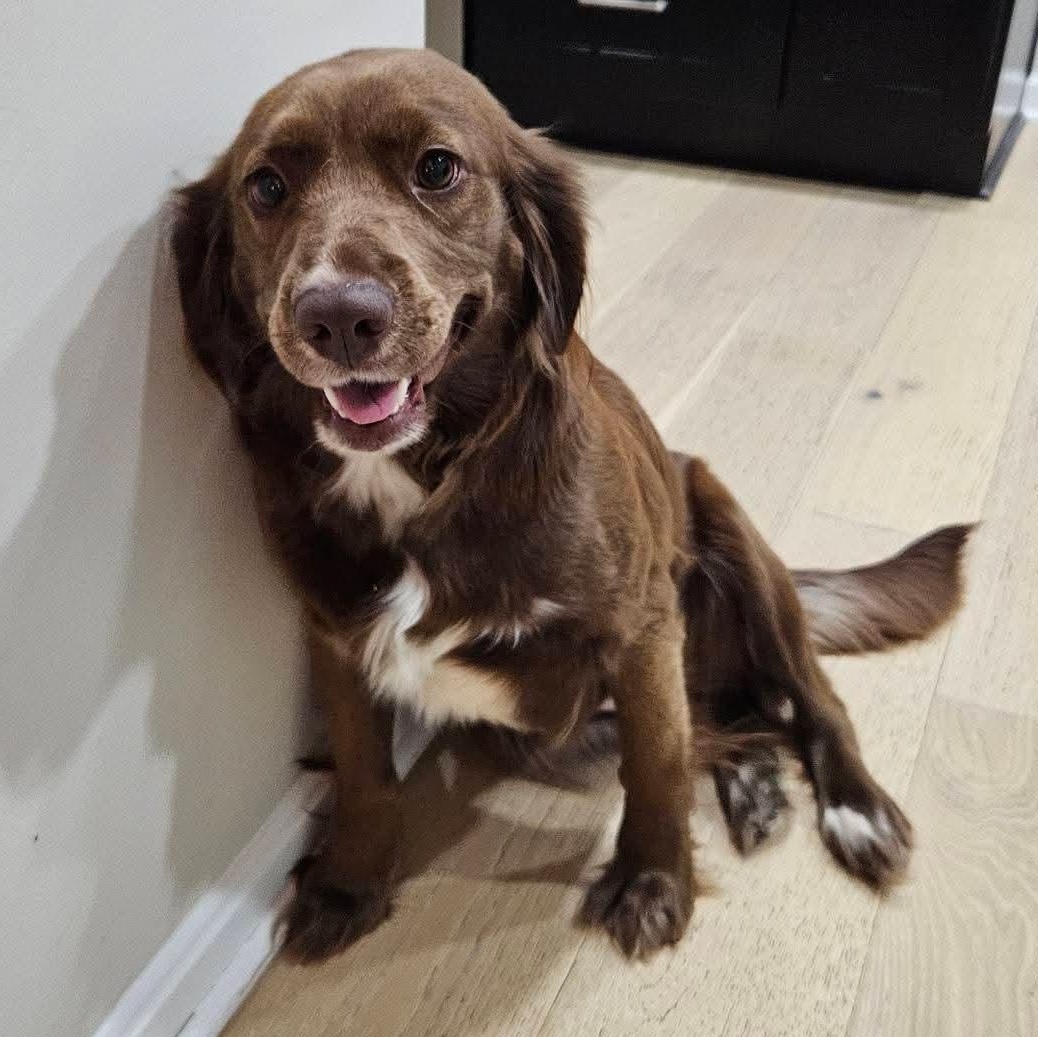 Enlarge JoJo, an adopted mixed breed in Torrington, CT image 3/5