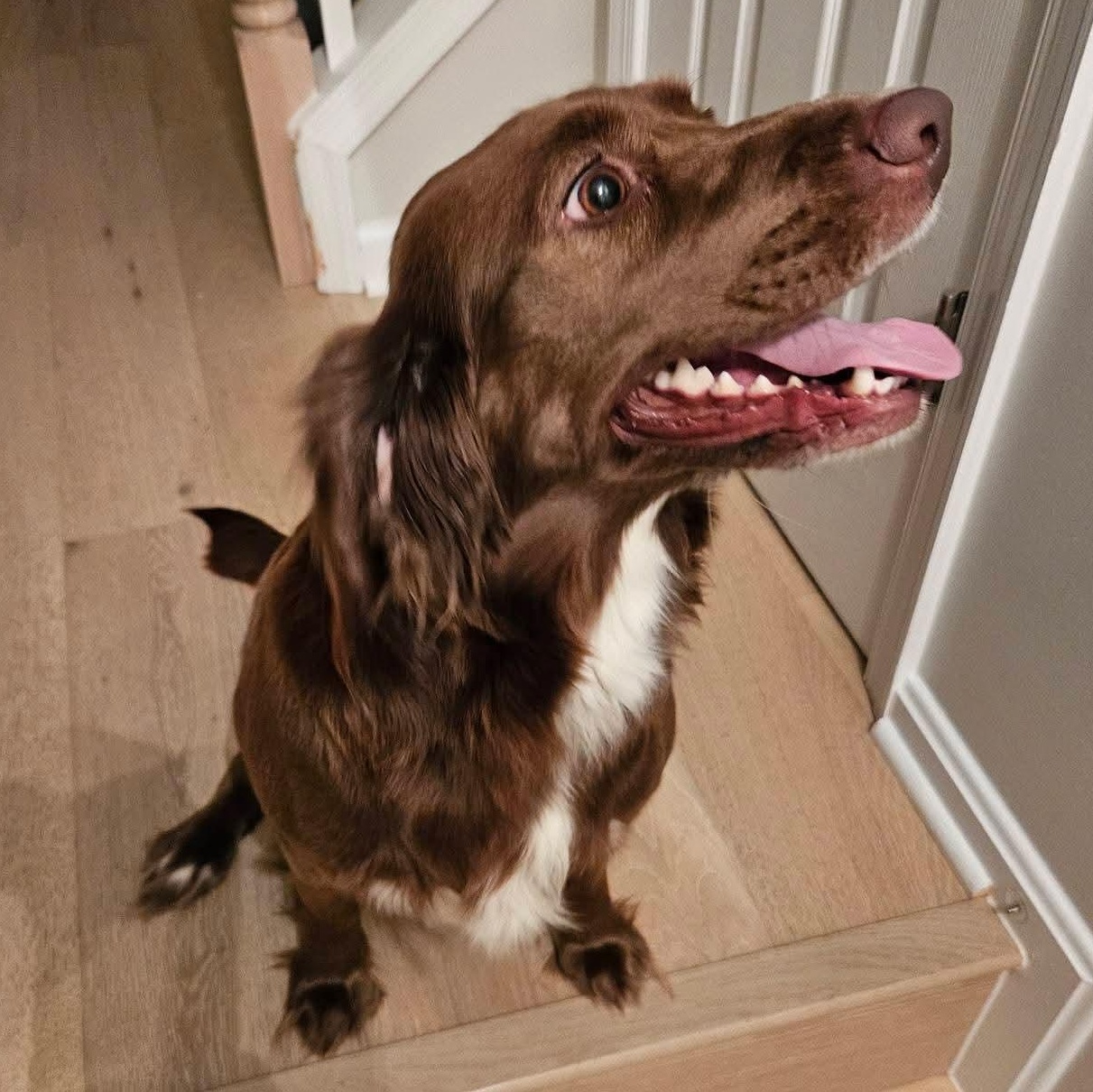 Enlarge JoJo, an adopted mixed breed in Torrington, CT image 5/5