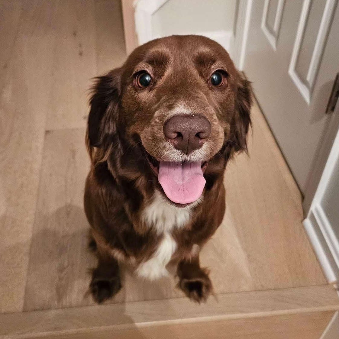 JoJo, adopted, Young Female Mixed Breed.