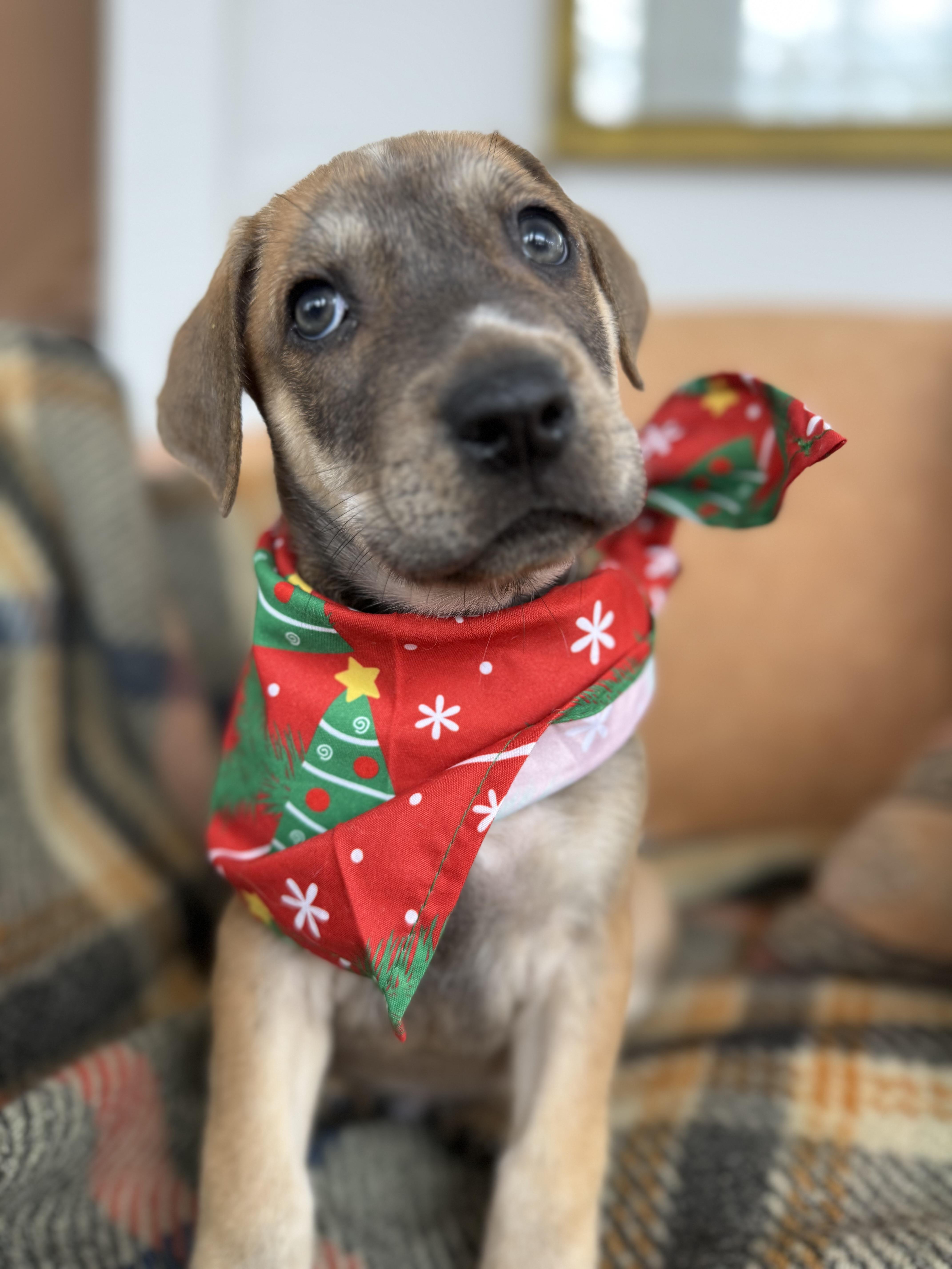Honor , ADOPTABLE, Puppy Male Mixed Breed.