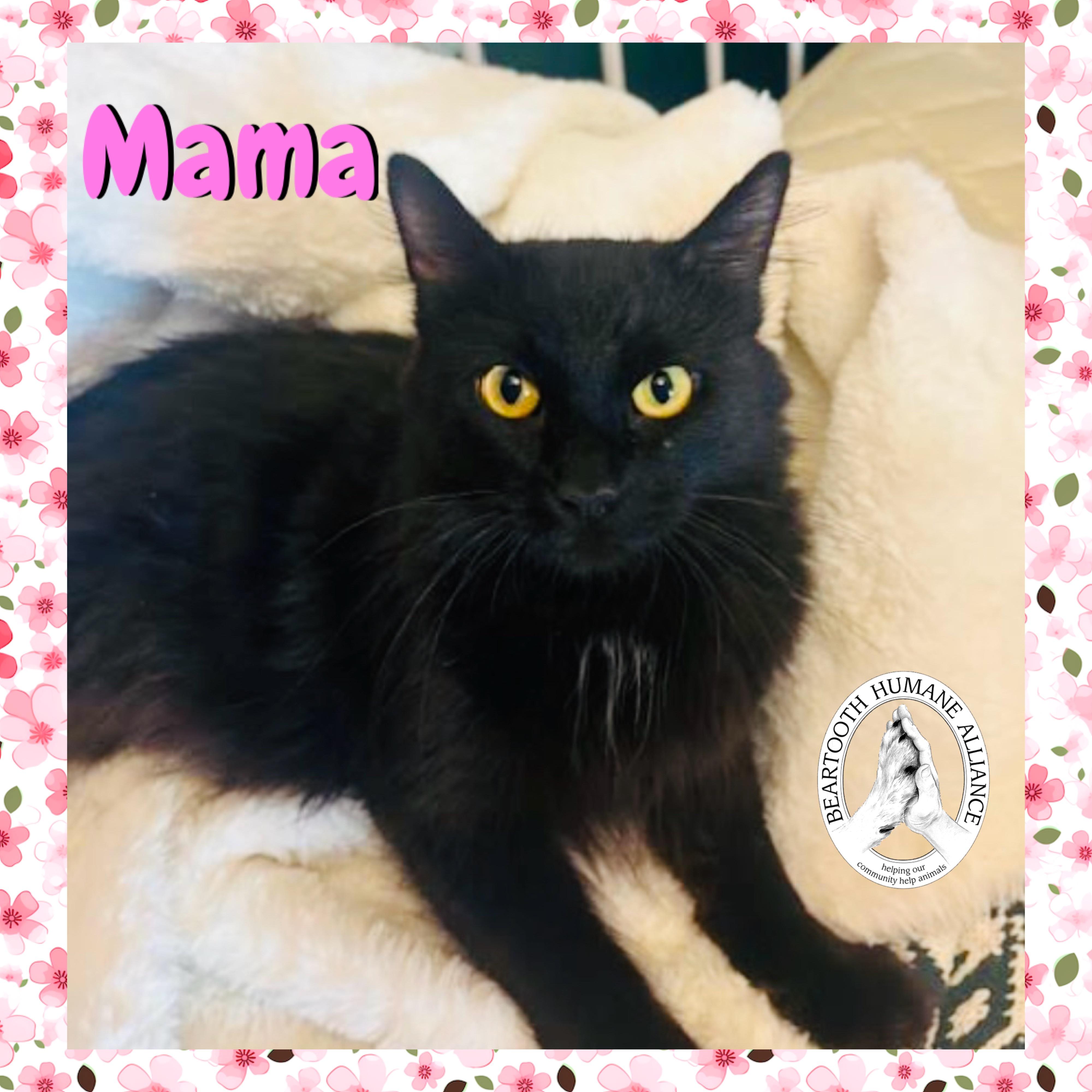 Mama, a Adoptable mixed breed in Red Lodge, MT image 1/2