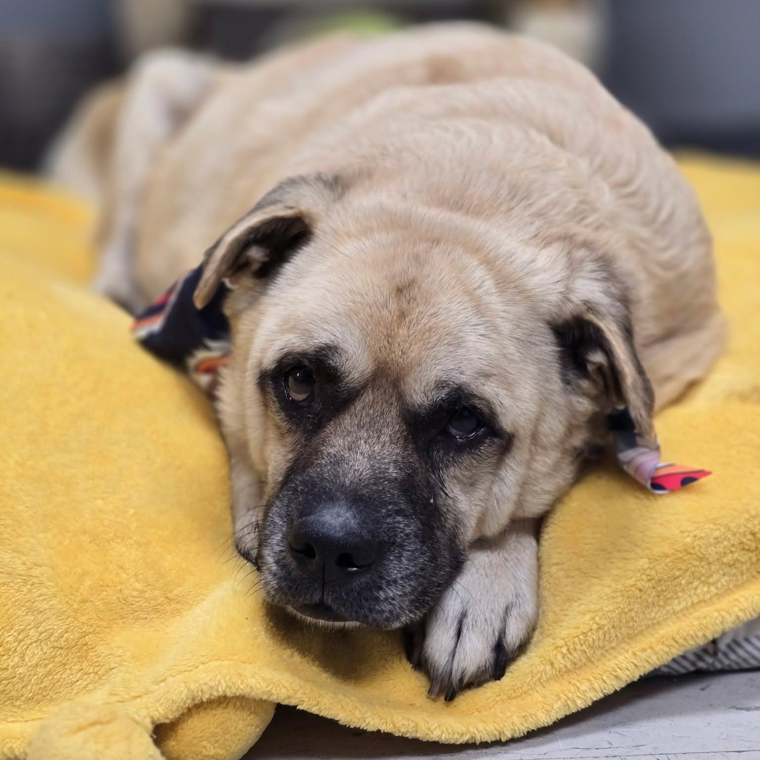 Enlarge Barklee, a Adoptable mixed breed in Effingham, IL image 5/6