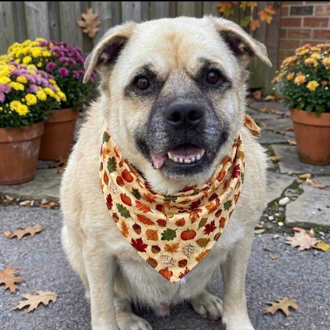 Barklee, Adoptable, Adult Male Labrador Retriever & Pug.