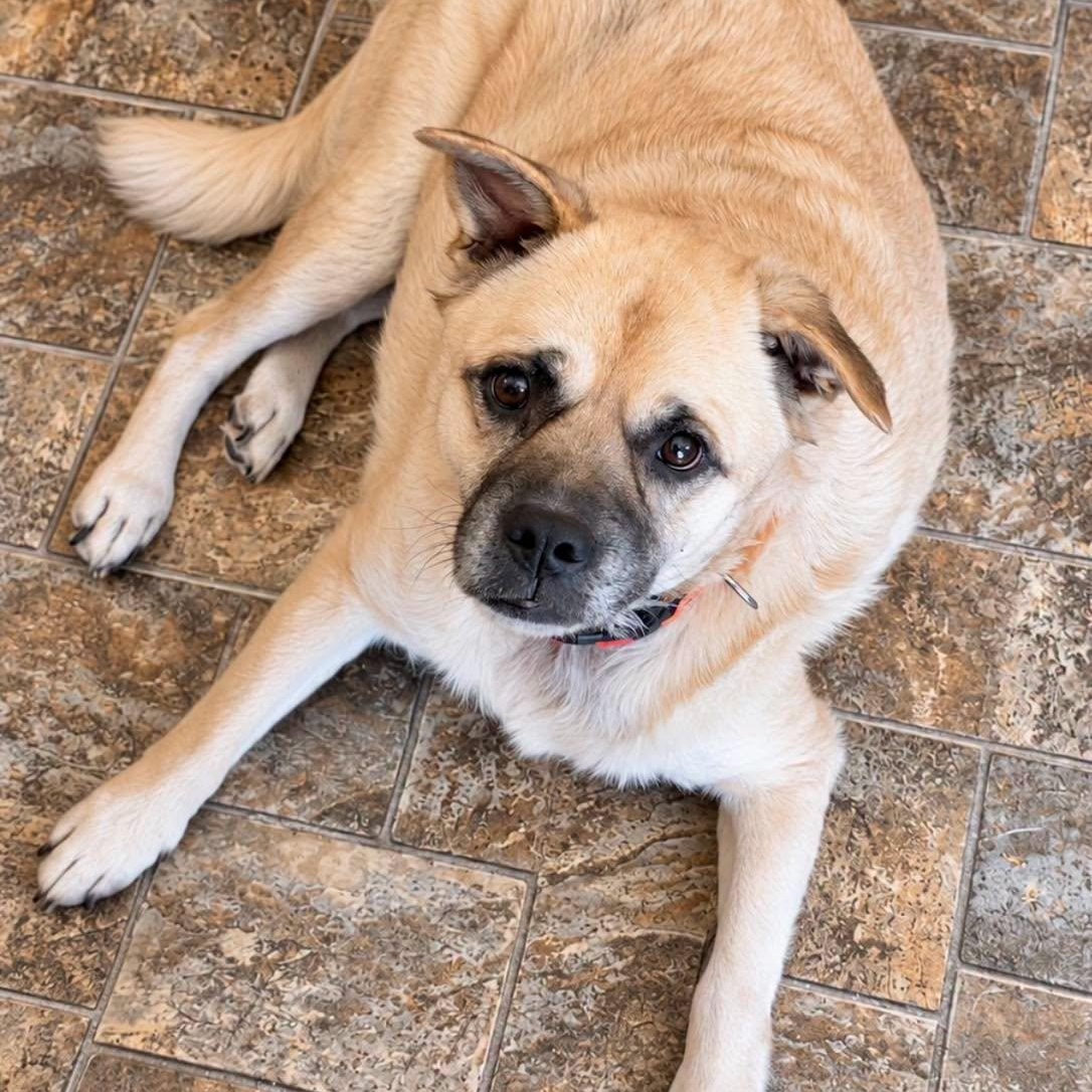 Enlarge Barklee, a Adoptable mixed breed in Effingham, IL image 6/6