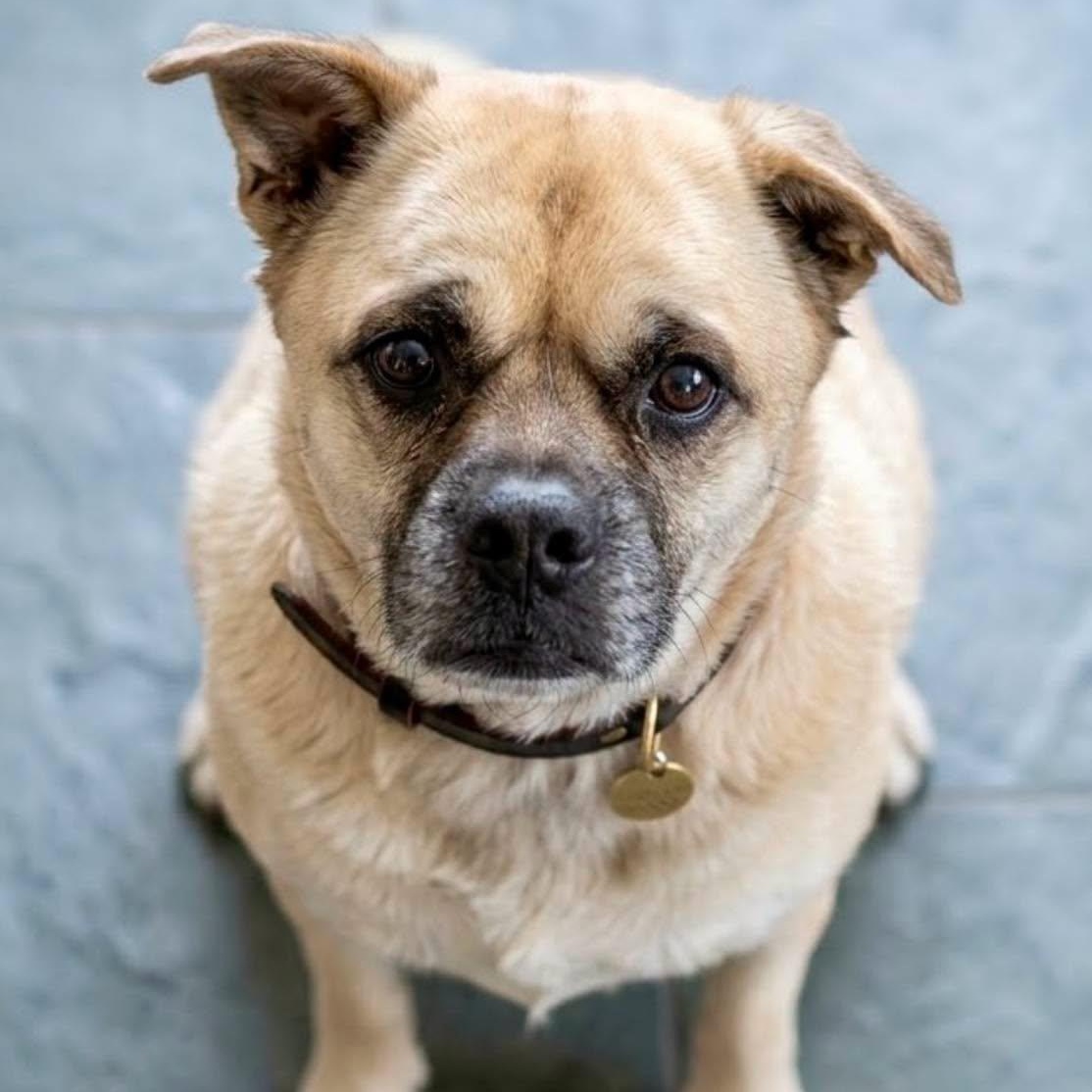 Enlarge Barklee, a Adoptable mixed breed in Effingham, IL image 2/6