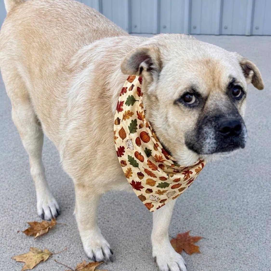 Enlarge Barklee, a Adoptable mixed breed in Effingham, IL image 4/6