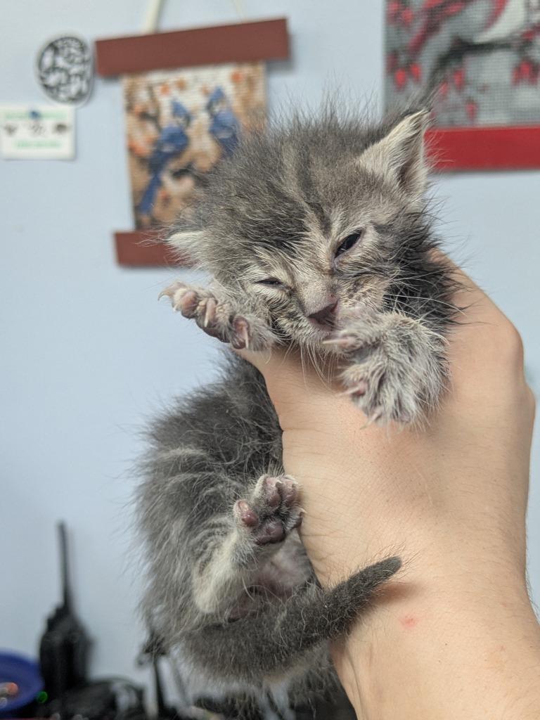 Nacho Libre, Adoptable, Kitten Female Domestic Short Hair.