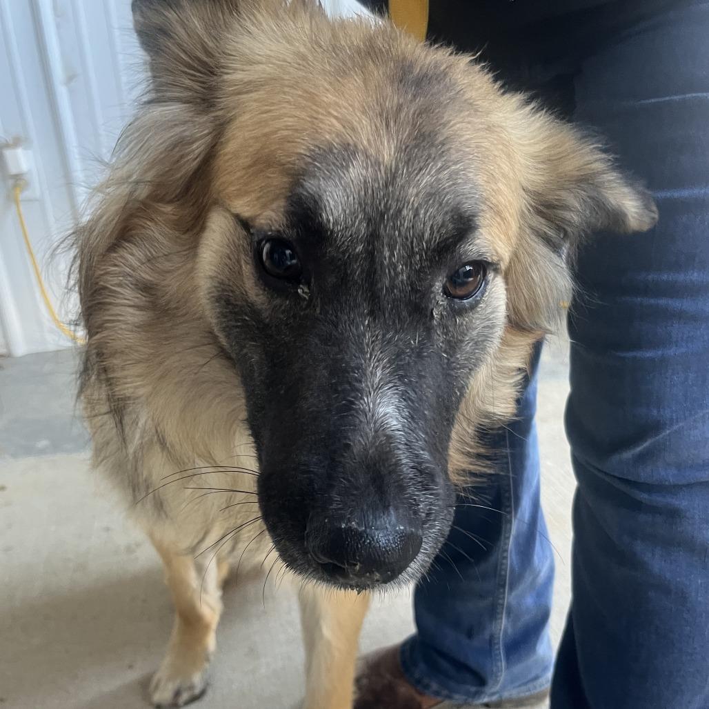 Dancer, Adoptable, Adult Male Shepherd.