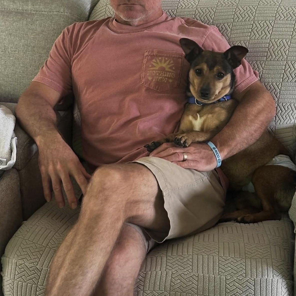 Enlarge Brownie, a Adoptable Mixed Breed in Palm springs, FL image 1/6