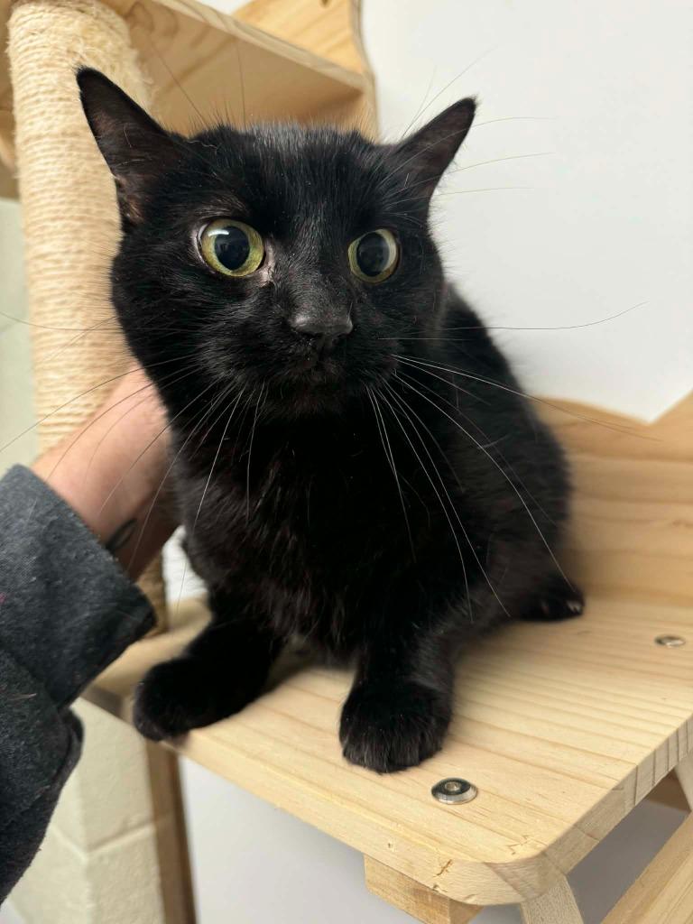 Enlarge Suede, a Adoptable mixed breed in Effingham, IL image 3/4
