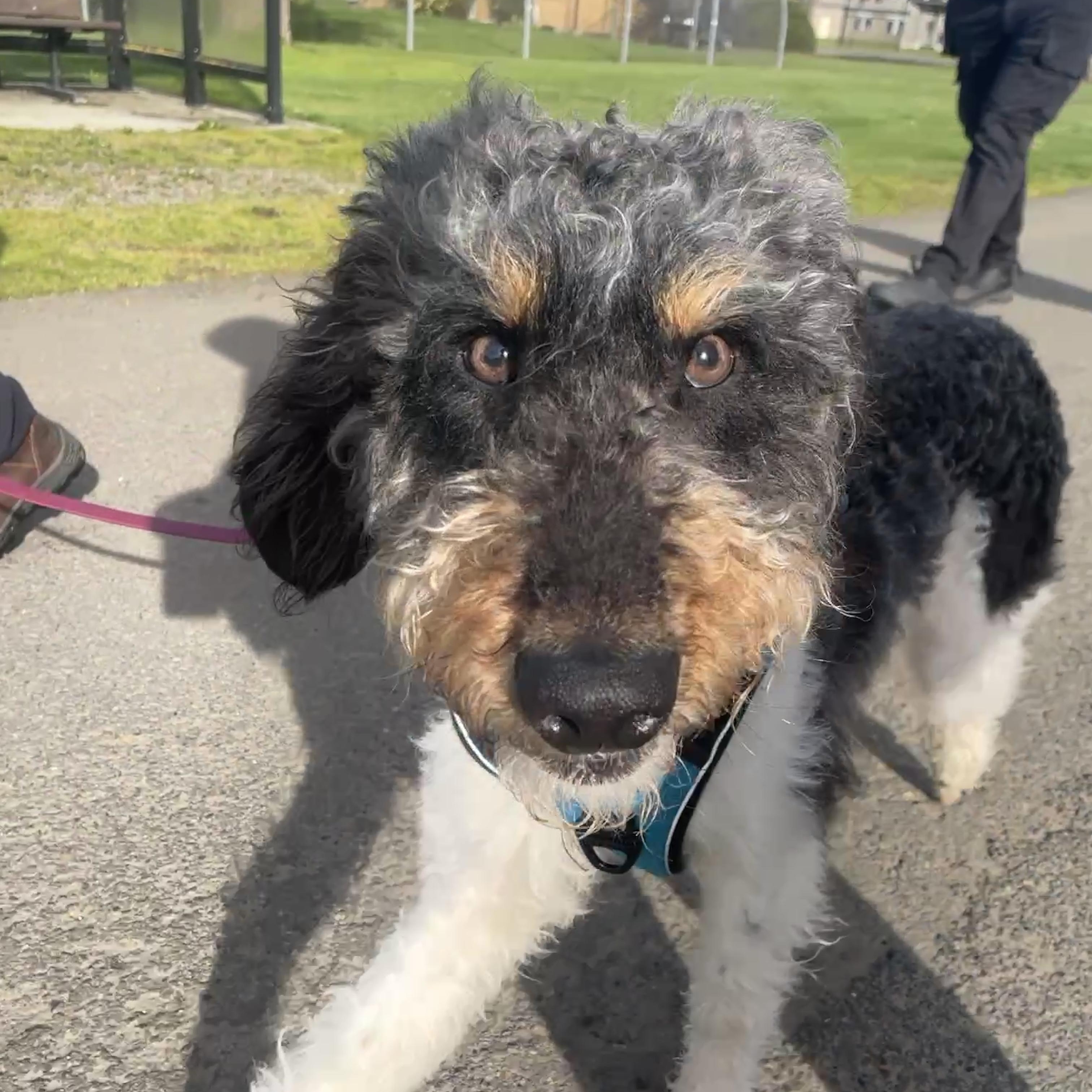 Enlarge Austin, a Adoptable mixed breed in Lake Oswego, OR image 5/5
