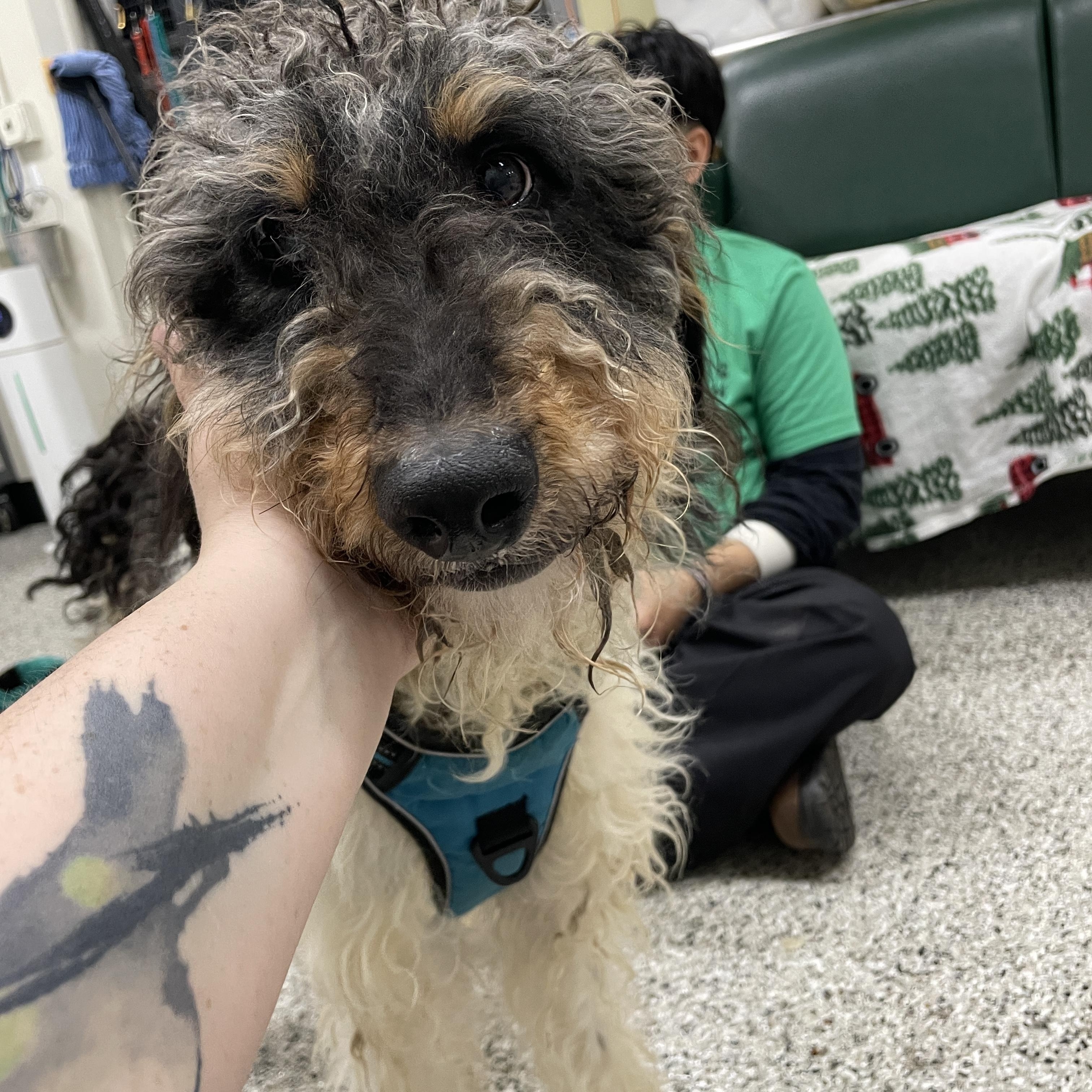 Enlarge Austin, a Adoptable mixed breed in Lake Oswego, OR image 3/5