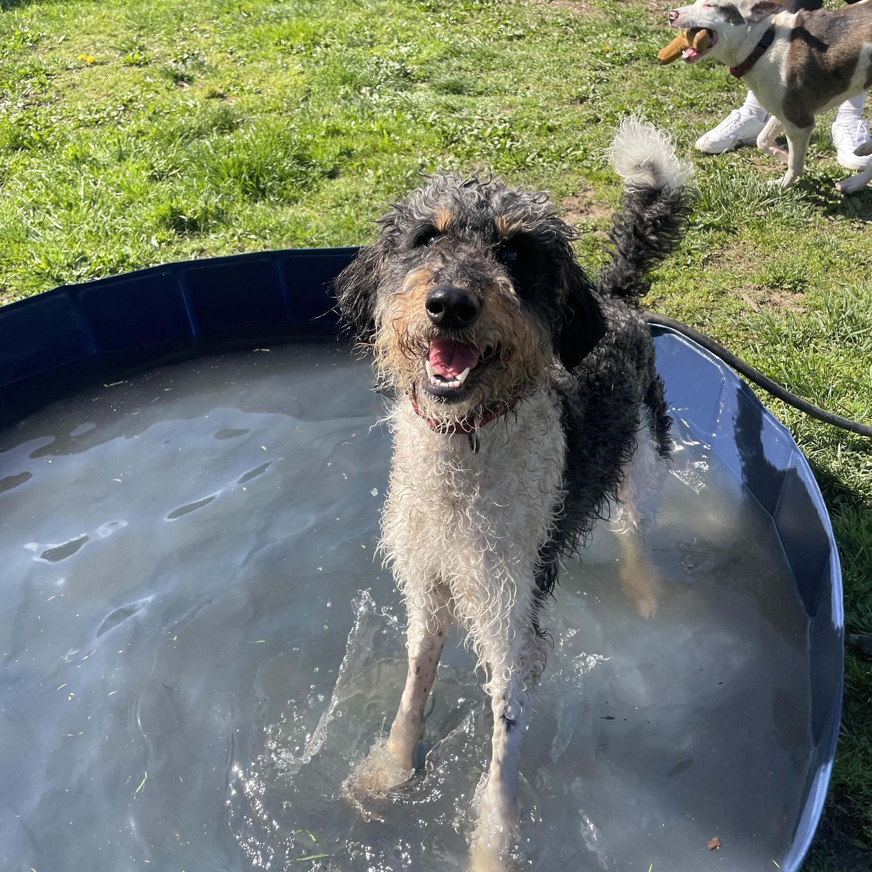 Enlarge Austin, a Adoptable mixed breed in Lake Oswego, OR image 2/5