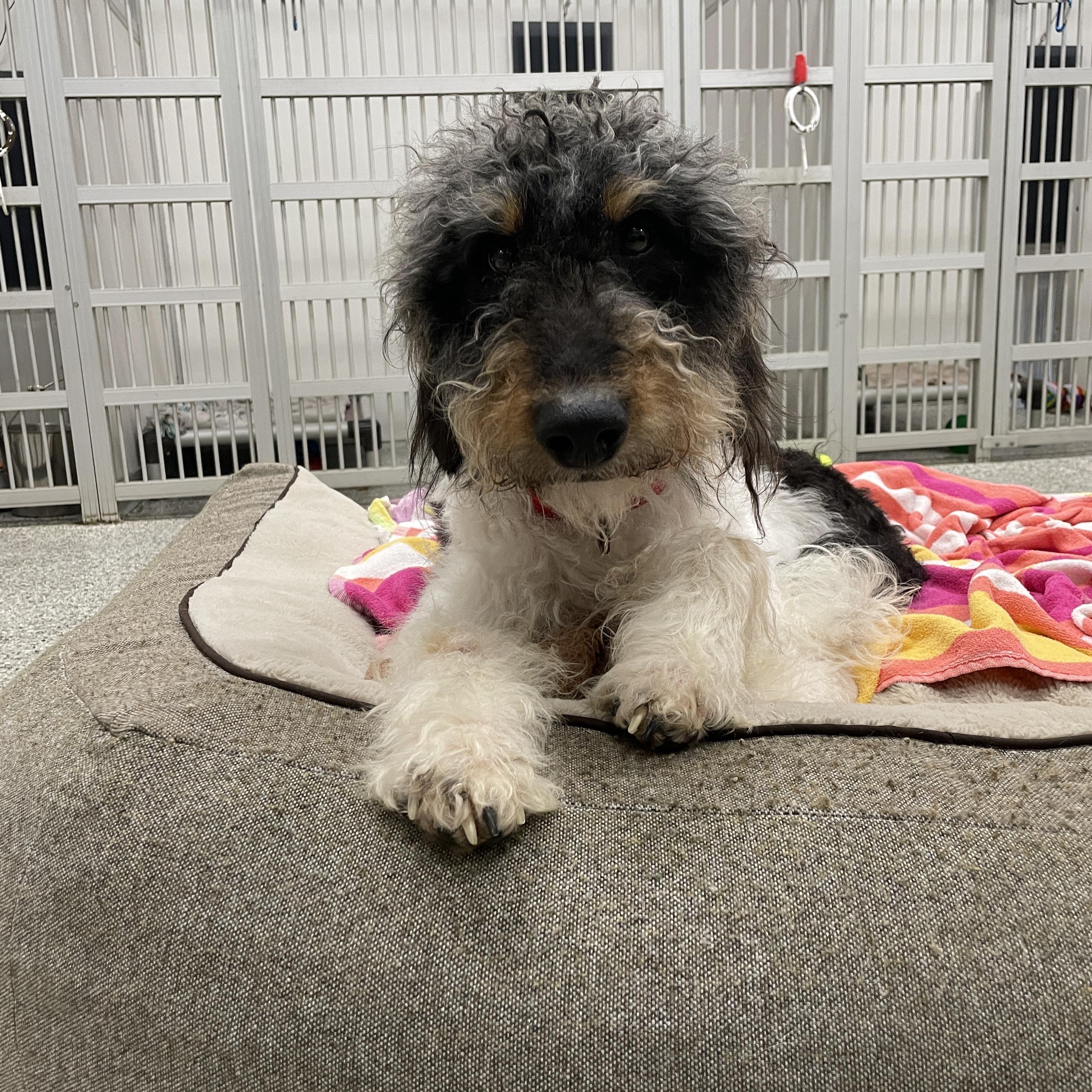 Enlarge Austin, a Adoptable mixed breed in Lake Oswego, OR image 1/5