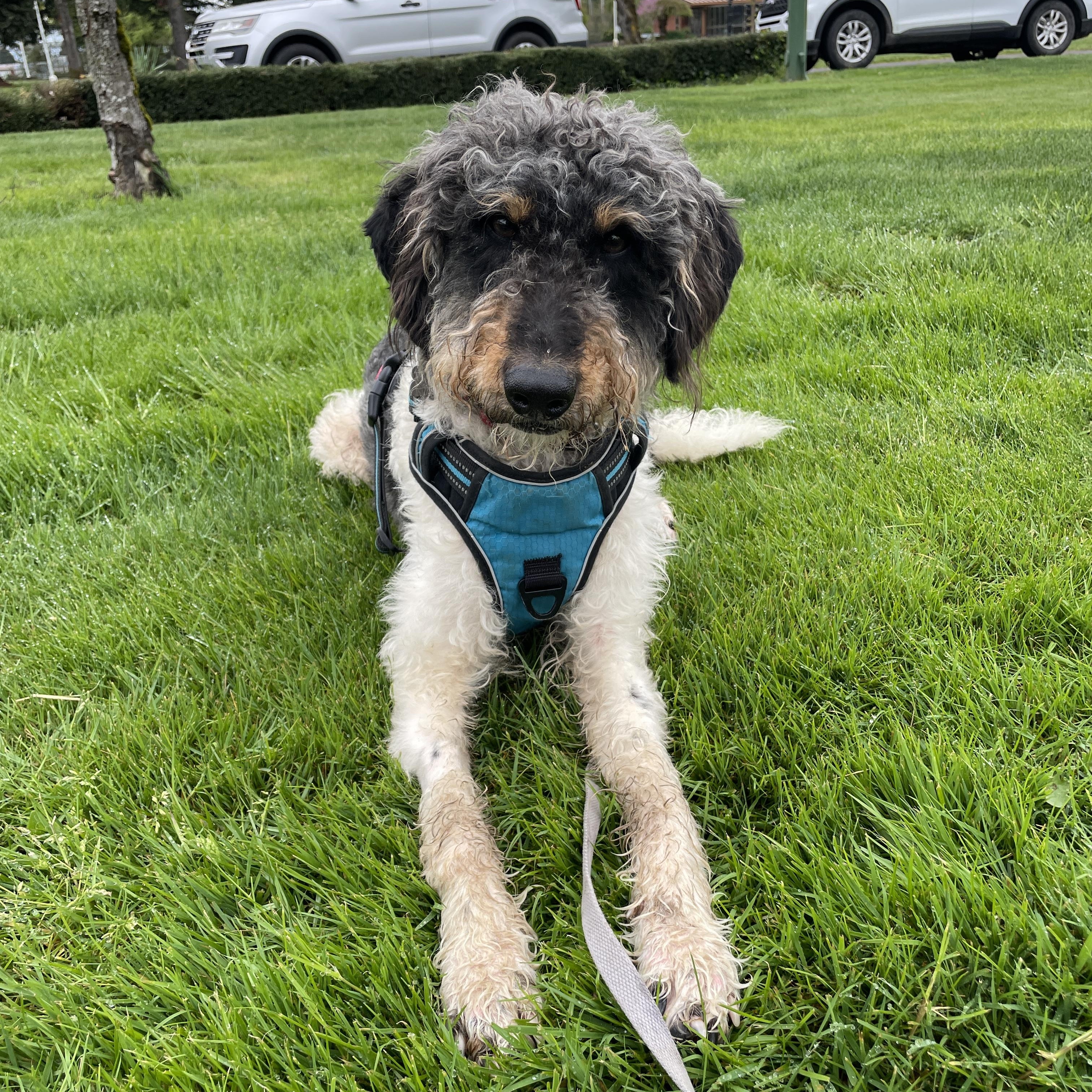 Enlarge Austin, a Adoptable mixed breed in Lake Oswego, OR image 4/5