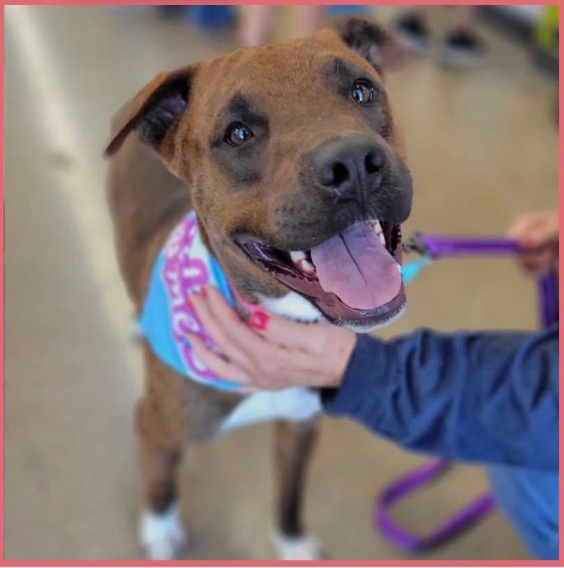 Almond, ADOPTABLE, Adult Male Mixed Breed.