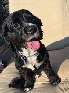 Dolly, a Adopted Cocker Spaniel in Plano, TX image 1/4