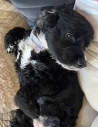 Dolly, a Adopted Cocker Spaniel in Plano, TX image 2/4