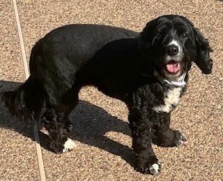 Dolly, a Adopted Cocker Spaniel in Plano, TX image 3/4