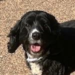 Dolly, a Adopted Cocker Spaniel in Plano, TX image 4/4