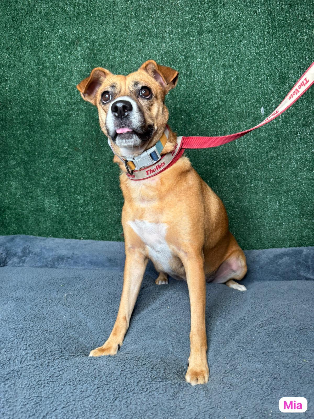 Enlarge Mía , a Adoptable mixed breed in New York , NY image 5/5