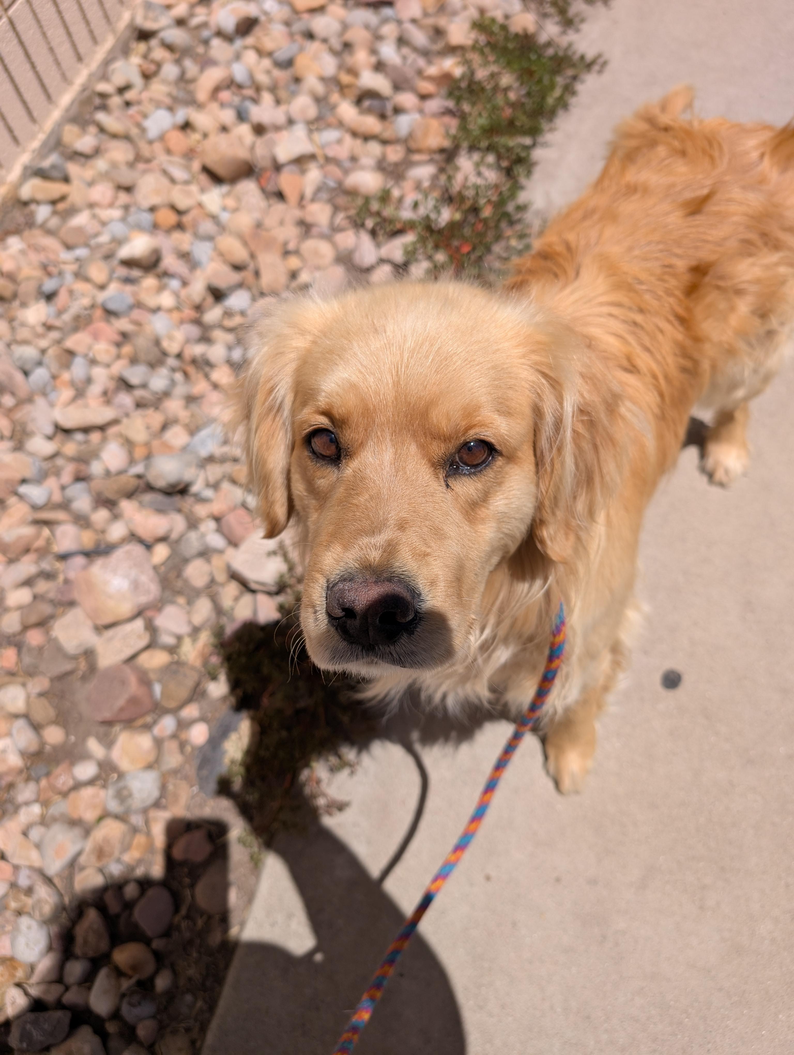 Oswald, ADOPTABLE, Adult Male Golden Retriever.