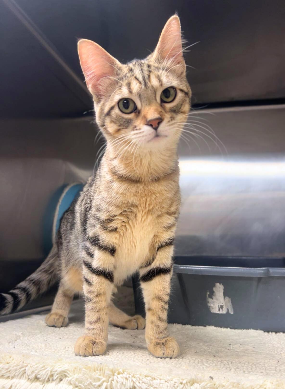 Enlarge Violet, a ADOPTABLE Domestic Short Hair in Quincy, IL image 1/1