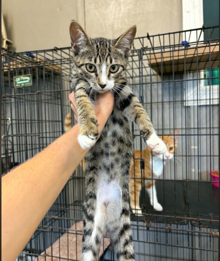 Enlarge Lynx, a Adoptable American Shorthair in Plymouth, MN image 3/3