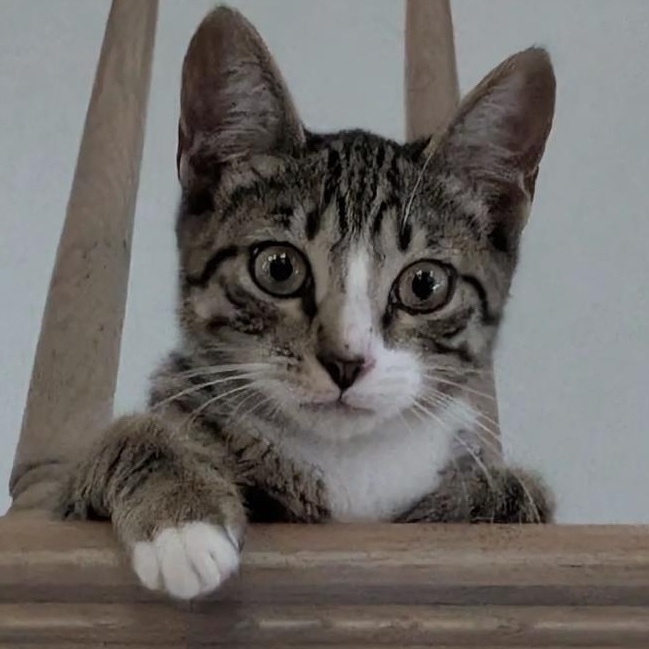 Enlarge Lynx, a Adoptable American Shorthair in Plymouth, MN image 1/3