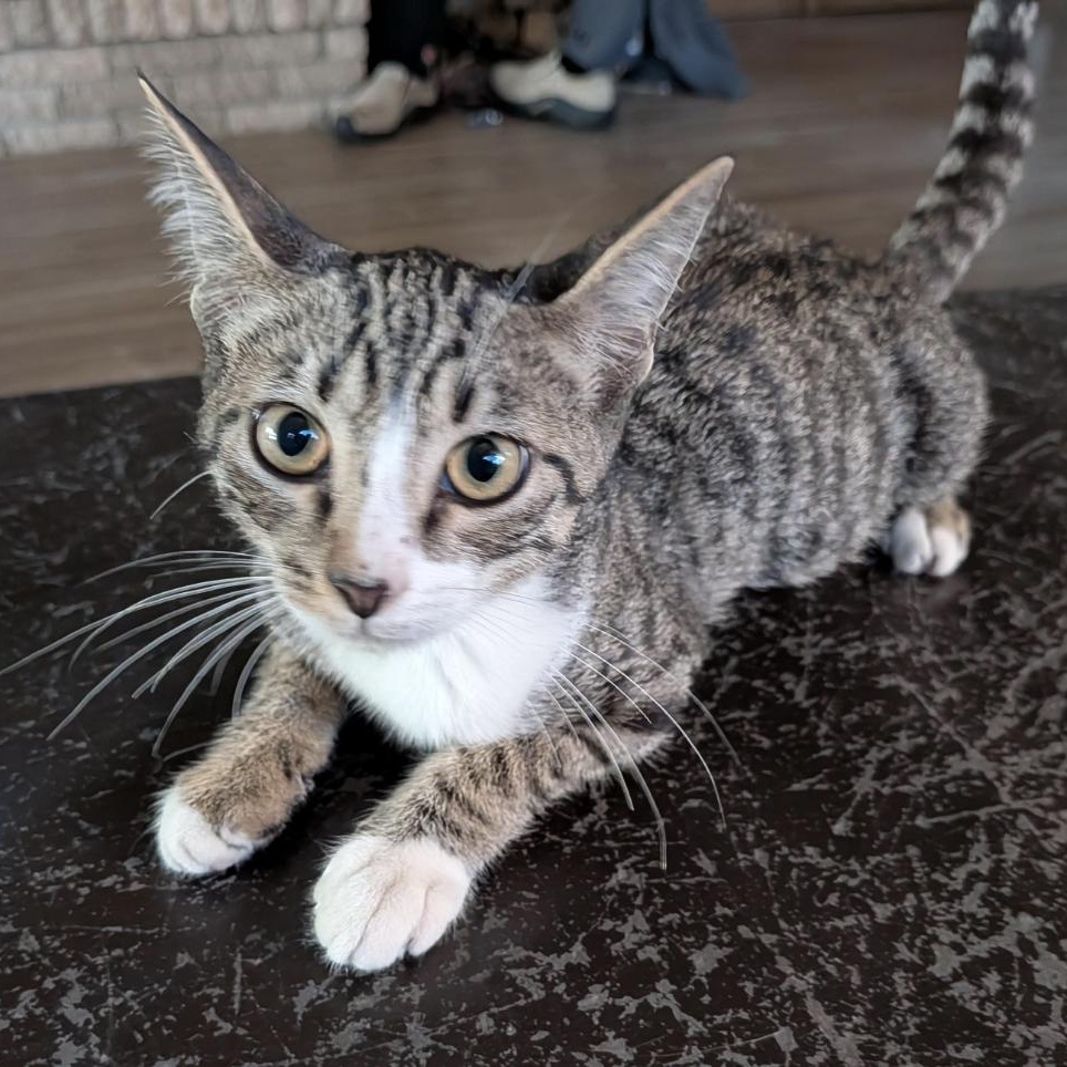 Enlarge Lynx, a Adoptable American Shorthair in Plymouth, MN image 2/3