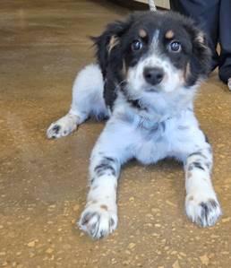 Penelope, ADOPTABLE, Young Female Australian Shepherd.