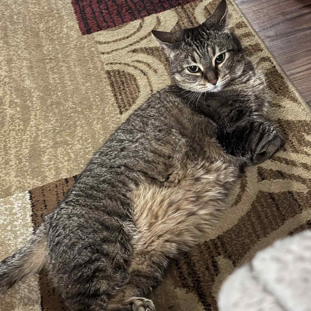 Willow - Home to Home, Adoptable, Adult Female American Shorthair.